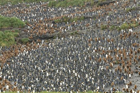 A Rare Yellow Penguin Has Been Photographed for the First Time on a ...