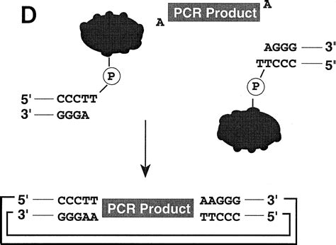 Genome Scale Cloning And Expression Of Individual Open Reading Frames