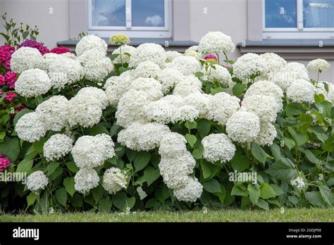 Wild Hydrangea Hydrangea Arborescens Annabelle Hydrangea