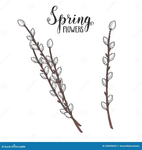 Spring Flowers Vintage Hand Drawn Colored Pussy Willow Sketch Vector Engraving Illustration