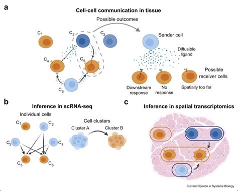 Methods To Study Cell Cell Communication From Single Cell Sequencing Data