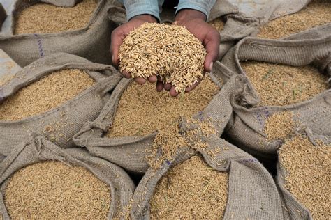 Centre Further Tightens Rice Shipments In Threat To Global Supply 2023