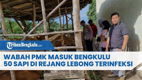 Wabah Pmk Masuk Bengkulu Sapi Di Rejang Lebong Terinfeksi Youtube