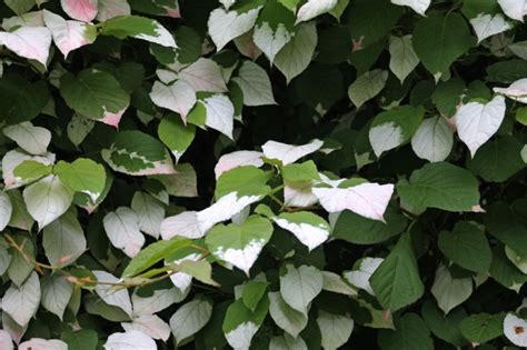 Купить саженцы Актинидия гибридная Брюнет (М) 🌱, доставка СПб ...