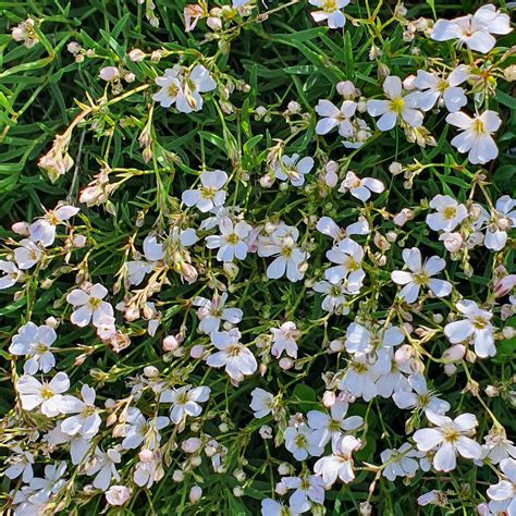 Kriechendes Gipskraut Gypsophila Repens Tour Nebelhorn Flickr