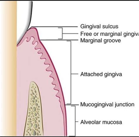 Anatomy Of Gingiva Medizzy