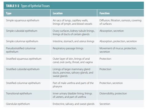 Epithelial Tissues Types Functions Characteristics Shape