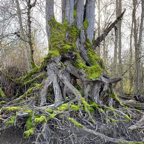 Thirsty Tree Photograph By Cristal Otero Fine Art America