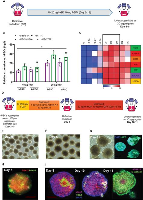 Generation Of Hepatic Endoderm Aggregates A Schematic Representation