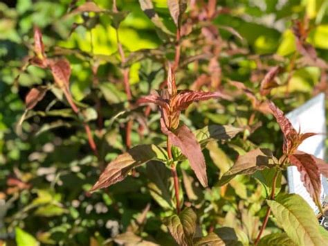 Bush Honeysuckle Kodiak Orange Tree Top Nursery Landscape Inc