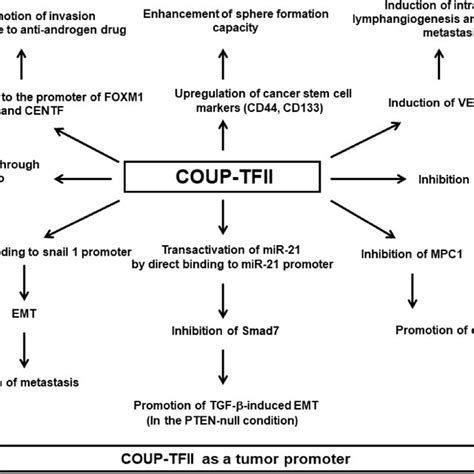 Micrornas Regulate Coup Tfii Expression Through Direct And Indirect