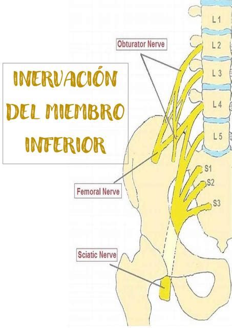 Inervaci N Cut Nea De Miembros Inferiores