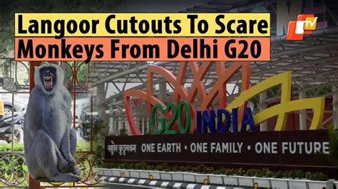 Delhi Puts Up Langoor Cutouts To Ward Off Monkey Menace From G20 Summit