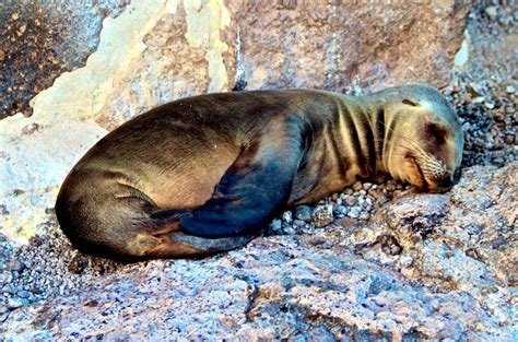 Galápagos Sea Lion – "OCEAN TREASURES" Memorial Library