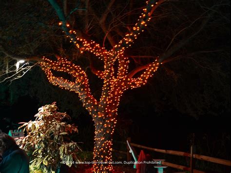 Attraction of the Week: Florida Botanical Gardens Holiday Lights - Top ...