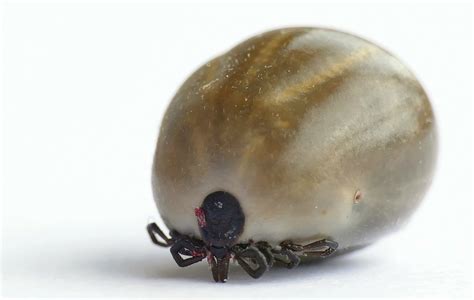 Tick Talk: Blood-sucking arachnids spread disease in Northern