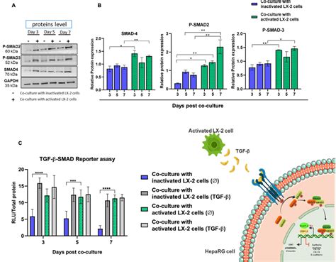 Activated LX 2 Cells Induced EMT In HepaRG Cells Through Activation Of