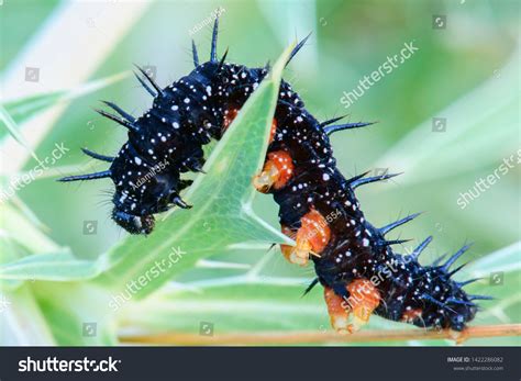 Peacock Butterfly Caterpillar Images Stock Photos Vectors