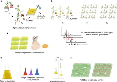 Insect Pest Management With Sex Pheromone Precursors From Engineered Oilseed Plants R