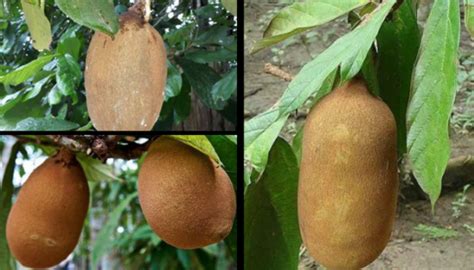 Como plantar pé de cupuaçu no vaso no seu quintal passo a passo