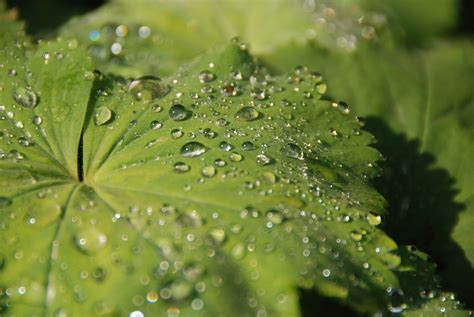 Free Images Nature Drop Dew Leaf Flower Wet Green Botany