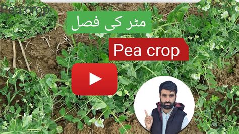 Pakistani Peas Farming Matar Ki Phasal Matar Ki Kheti Kaise Ki Jati