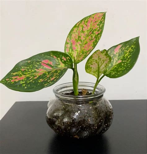 Neon Pothos Red Pink Aglaonema Chinese Evergreen In Glass Planter Furniture And Home Living