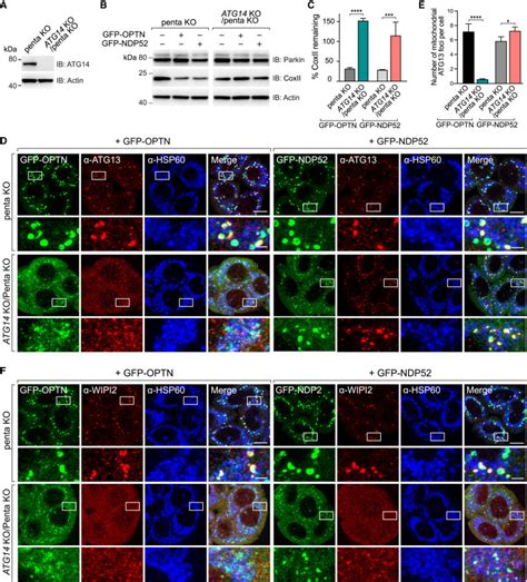 Unconventional Initiation Of Pink1parkin Mitophagy By Optineurin