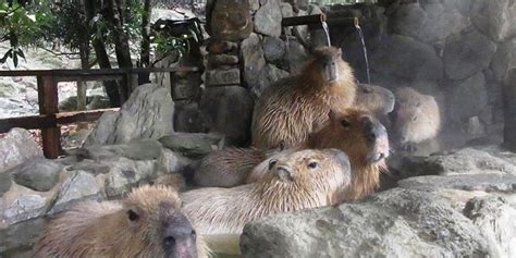 史上最悠哉的逃跑犯人 水豚君從動物園脫逃了！ 寵毛網 Nownews今日新聞