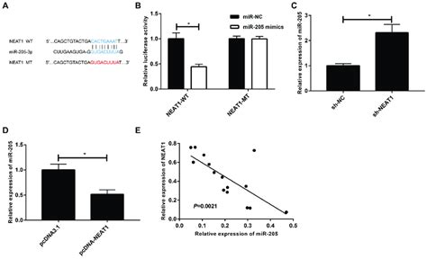 Lncrna Neat1 Regulates Mir 205 3p Expression A Bioinformatics Download Scientific Diagram