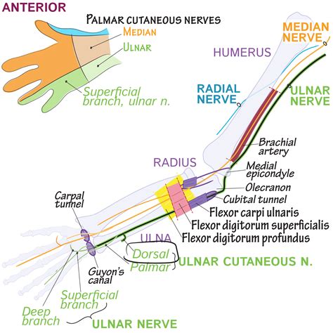 Gross Anatomy Glossary Dorsal Ulnar Cutaneous Nerve Ditki Medical