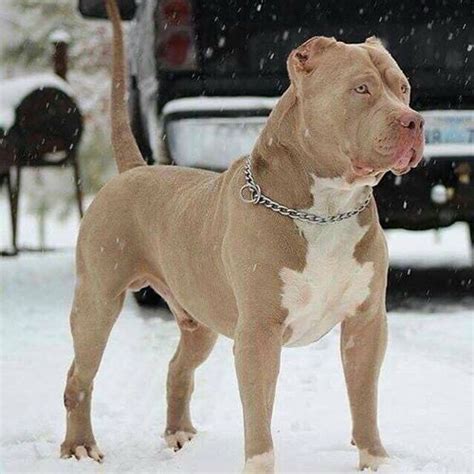 Best xxl xl american bully pitbull puppies – Artofit