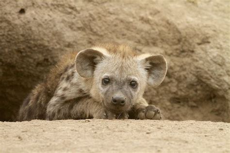 Spotted Hyena Facts, Mating, Habitat, Skull, Adaptations, Diet