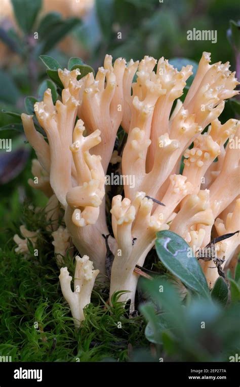 Hongo De Coral Rosa Fotografías E Imágenes De Alta Resolución Alamy