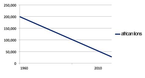 Lion Population Numbers Lion Population African Lion Lion