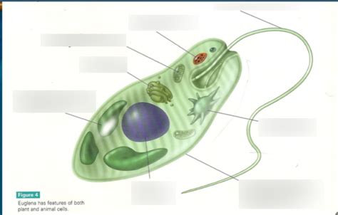 Biology Chapter The Kingdom Protista Diagram Quizlet