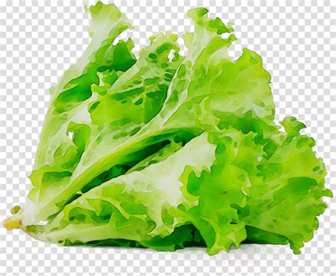 Download High Quality Lettuce Clipart Transparent Background