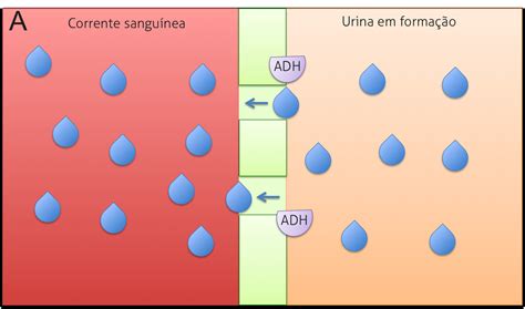 Porque a cerveja dá vontade de urinar O Contador de Cervejas