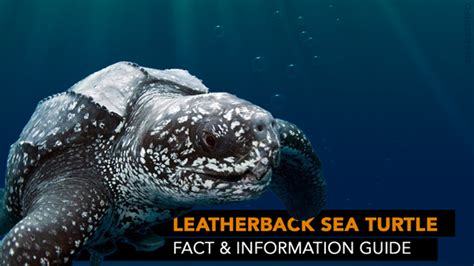 Leatherback Sea Turtle Fact Info Guide Sharksinfo