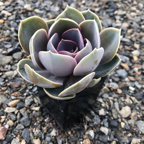 Photo Echeveria Perle Von N Rnberg Plant Lust