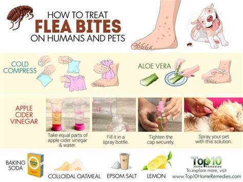 Home Treatment For Lice In Dogs | Review Home Co