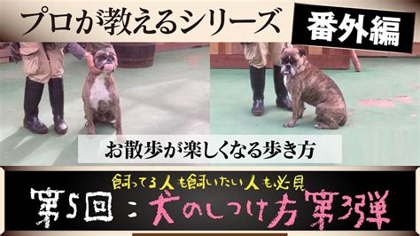 【犬のしつけ方】～お散歩～プロが教えるシリーズ番外編！ Youtube