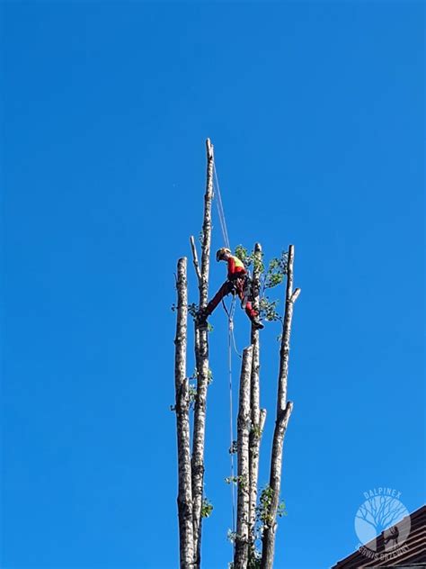 Arborysta zawód który się nie nudzi Arborystyka