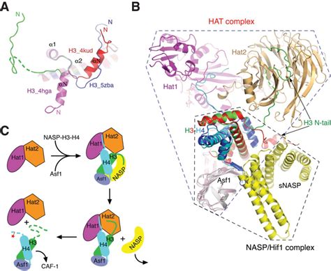 Topography Of Histone H3h4 Interaction With The Hat1hat2