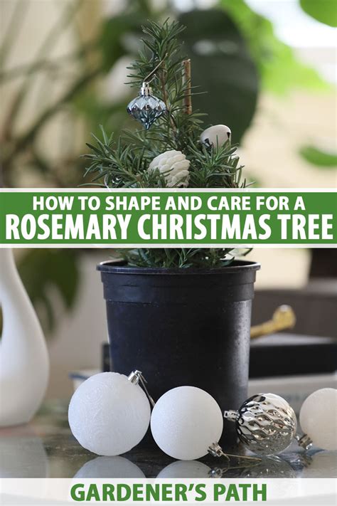 How to Care for a Rosemary Christmas Tree | Gardener’s Path