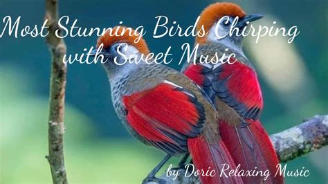 Most Stunning Birds Chirping With Sweet Music Nature Youtube