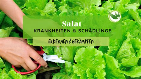 Salat Krankheiten Sch Dlinge Erkennen Bek Mpfen