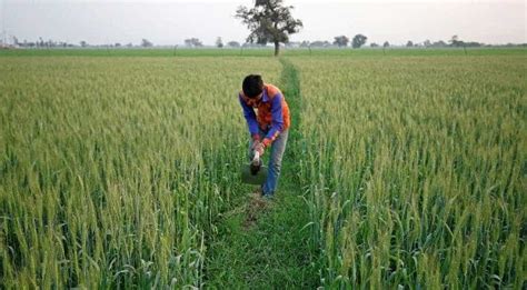 India may get record wheat production in 2020 due to wettest monsoon in 25 years - India News