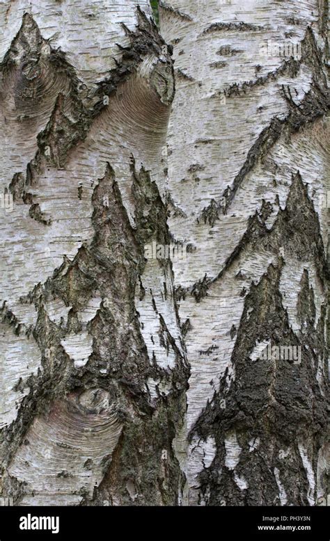 Betula Pendula Texture Hi Res Stock Photography And Images Alamy