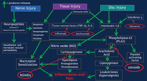 Mechanisms And Origins Of Spinal Pain From Molecules To Anatomy With